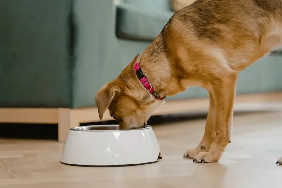 A silicone feeding mat with raised edges holding a water bowl and a food bowl