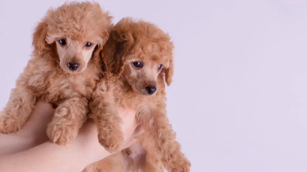 A small apricot poodle and a slightly larger silver poodle standing together on grass