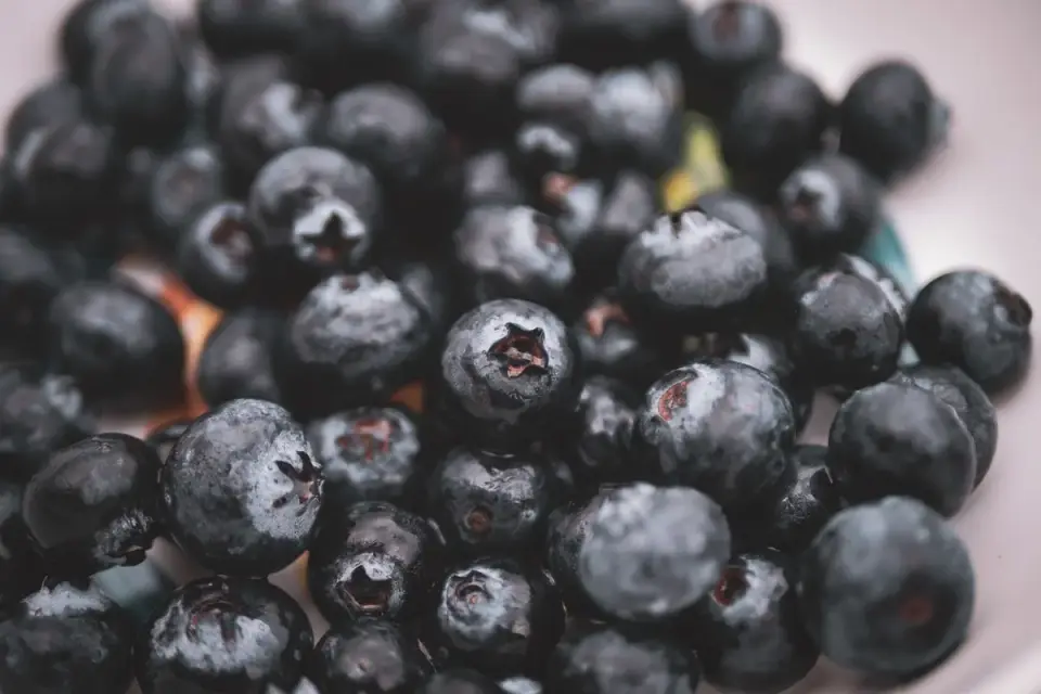 A small bowl of fresh blueberries sitting beside an empty dog food bowl