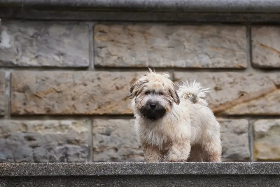 A small dog cautiously placing one paw onto a carpeted ramp