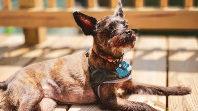 A small dog descending a wooden ramp positioned against a living room couch