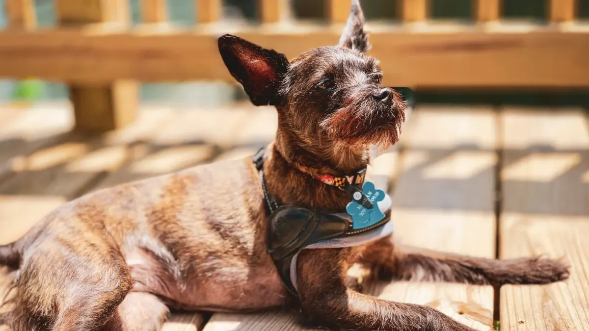 A small dog descending a wooden ramp positioned against a living room couch