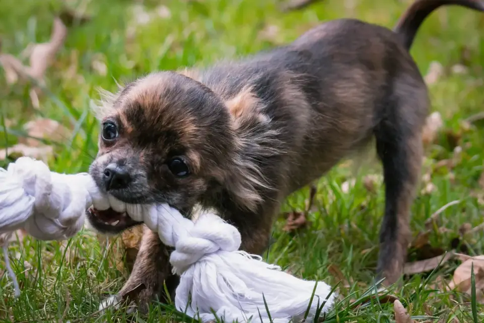 A small dog engaged in a tug-of-war with a rope toy on carpet