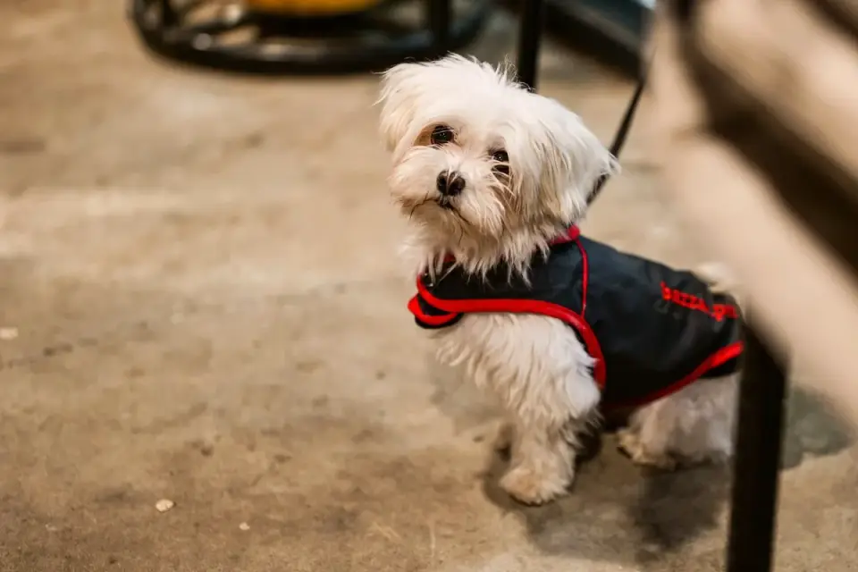 A small dog having its nails trimmed while gently restrained on a towel
