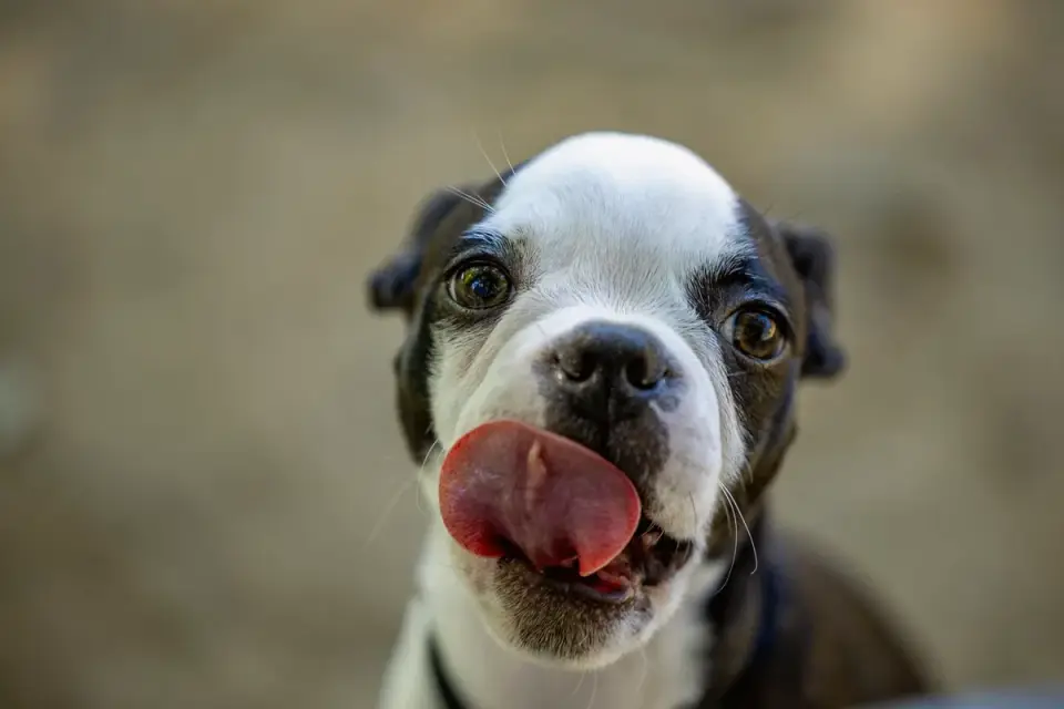 A small dog licking a textured mat spread with a thin layer of food