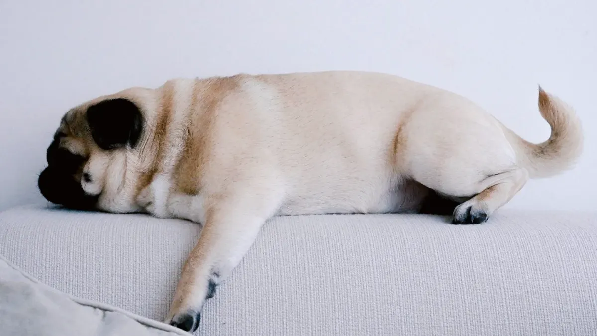 A small dog lying calmly on a couch in a sunlit apartment living room