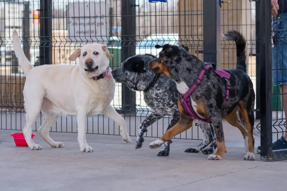 A small dog observing bigger dogs through a dog park fence