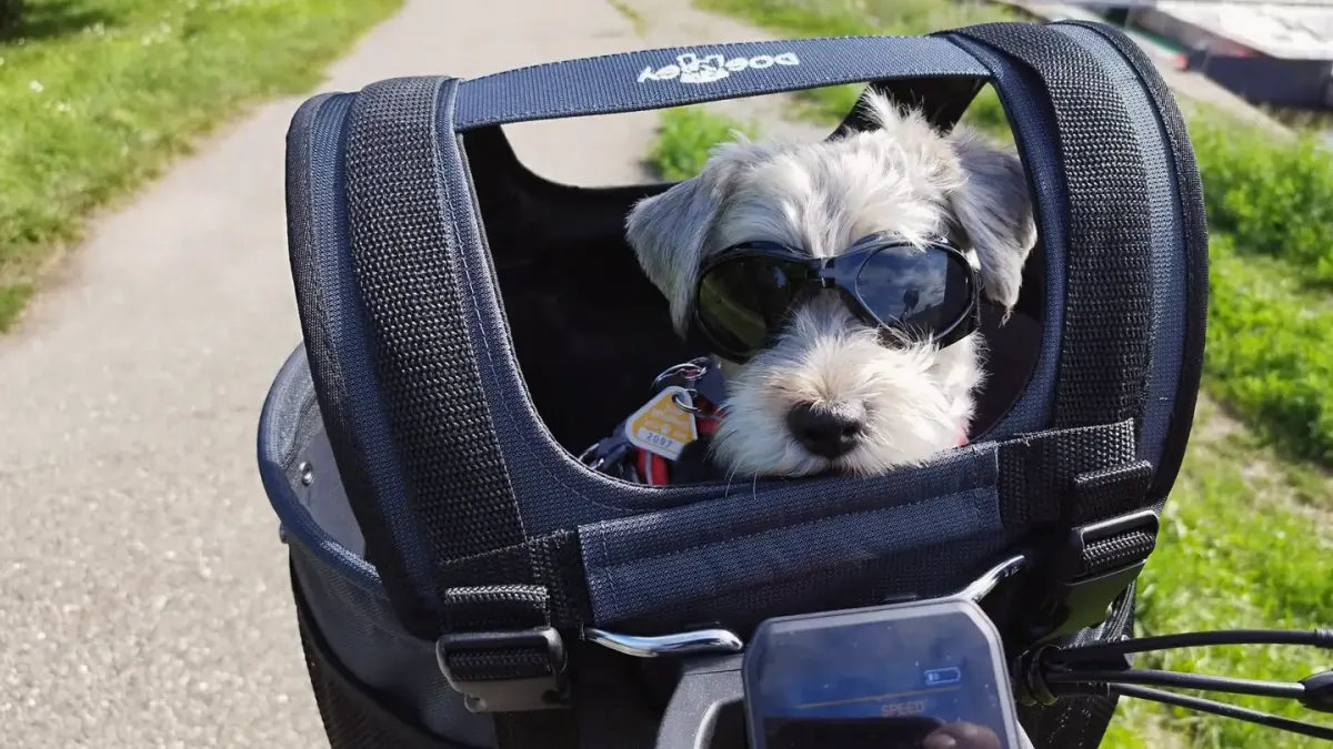 A small dog resting inside an open soft-sided carrier near an airport gate
