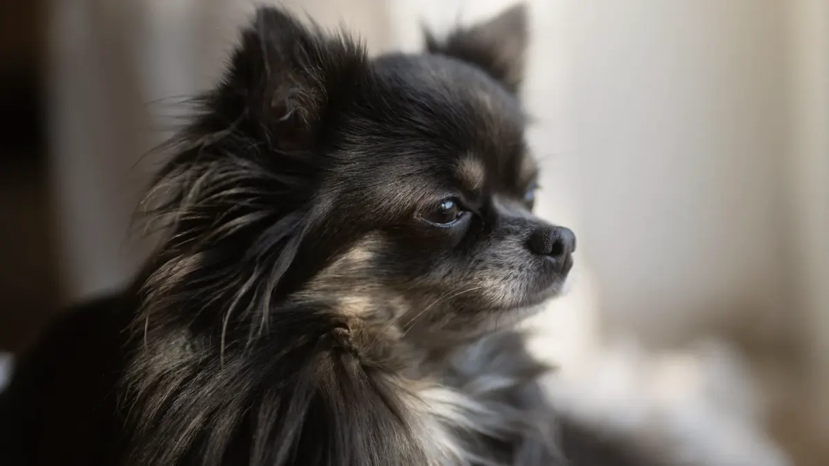 A small dog resting inside a soft-sided carrier tucked beneath an airplane seat