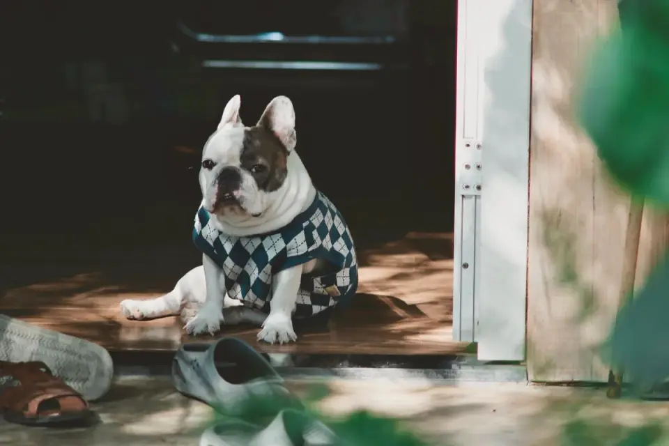 A small dog standing behind a baby gate installed across a hallway doorway