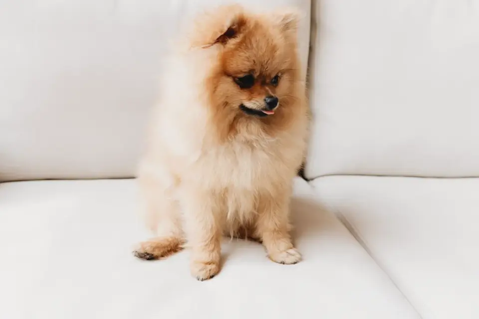 A small senior dog using a low ramp to reach a couch