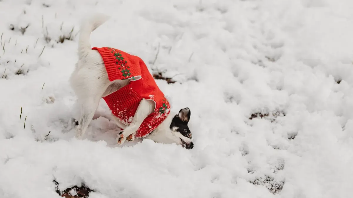 A small short-haired dog wearing a knit sweater while standing on a frosty sidewalk