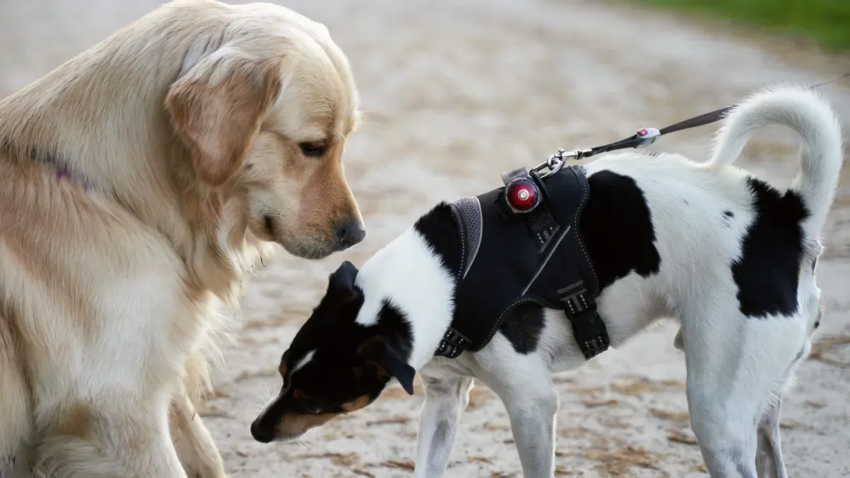 A small terrier and a large retriever separated by a dog park divider fence
