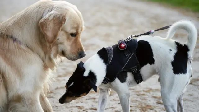 A small terrier and a large retriever separated by a dog park divider fence
