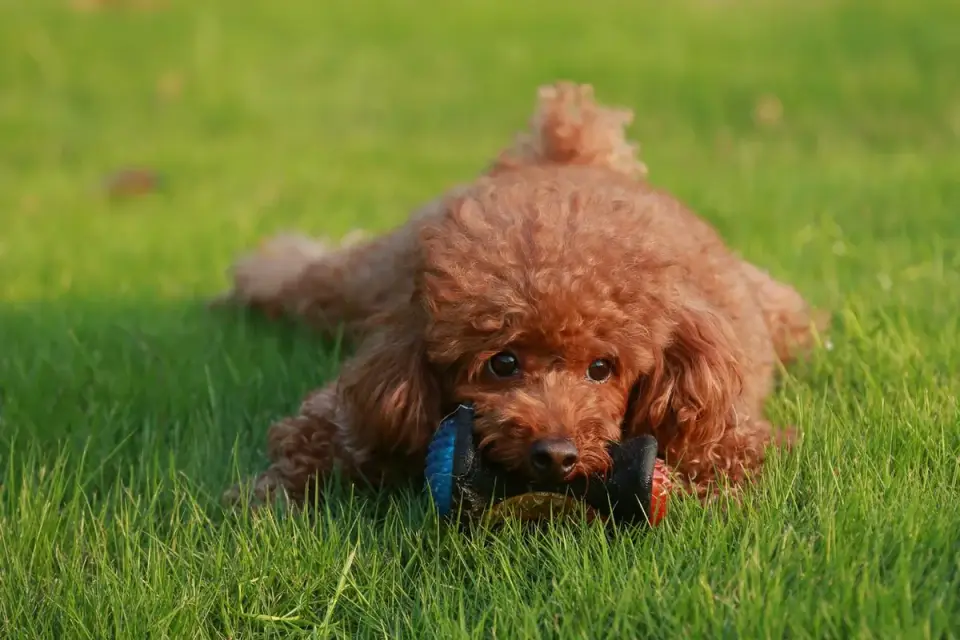 A small terrier chewing on a dental chew toy
