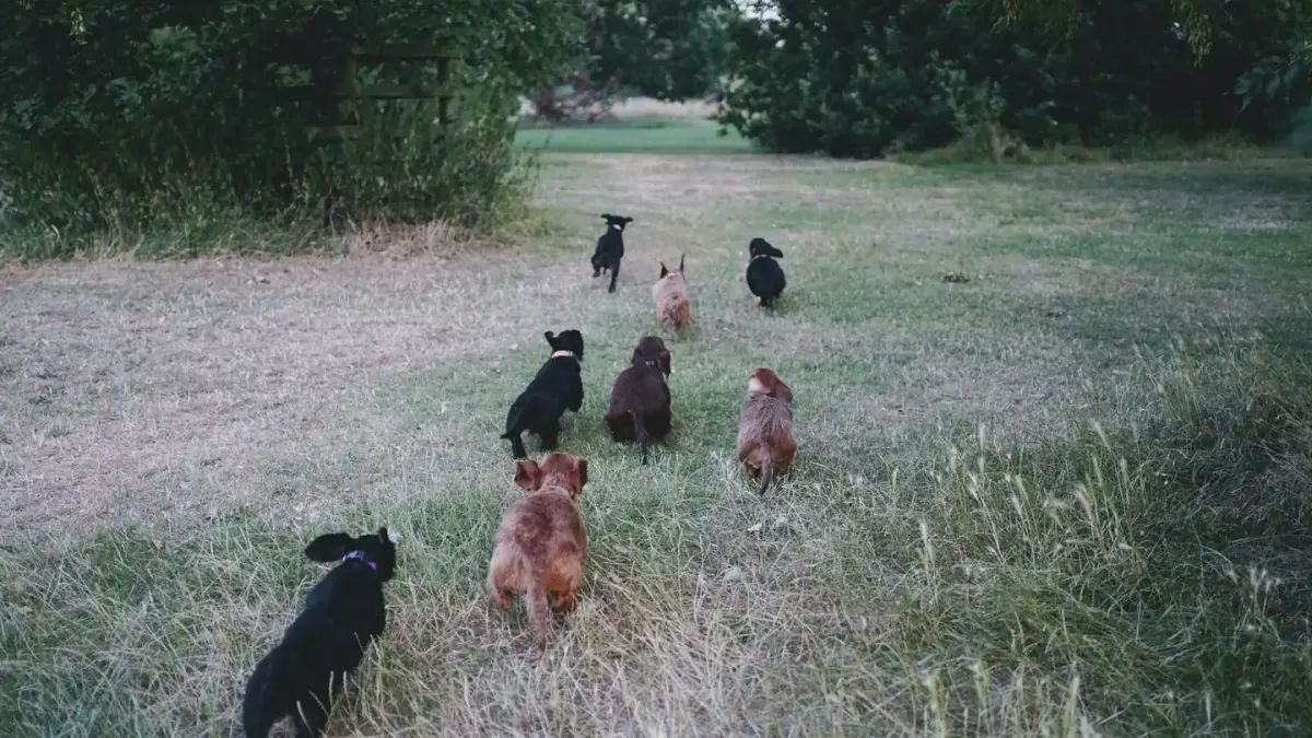 A standard-size dachshund and a smaller miniature dachshund standing next to each other outdoors