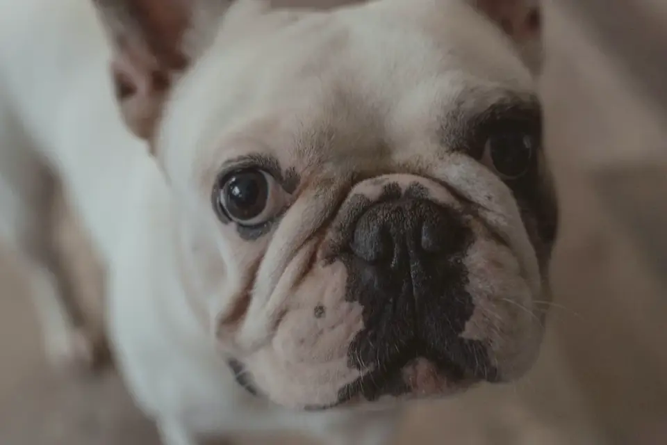 A stocky bulldog standing cautiously at the edge of a swimming pool