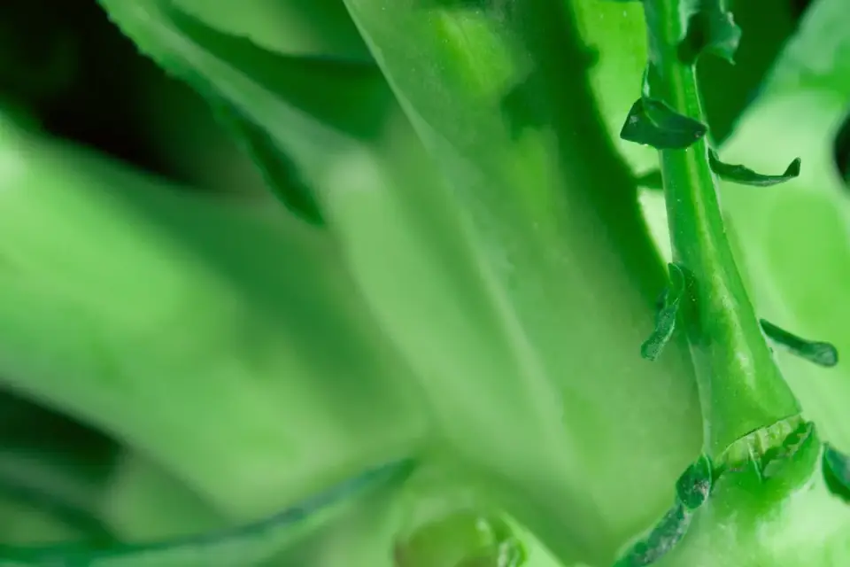 A thick raw broccoli stalk on a wooden cutting board