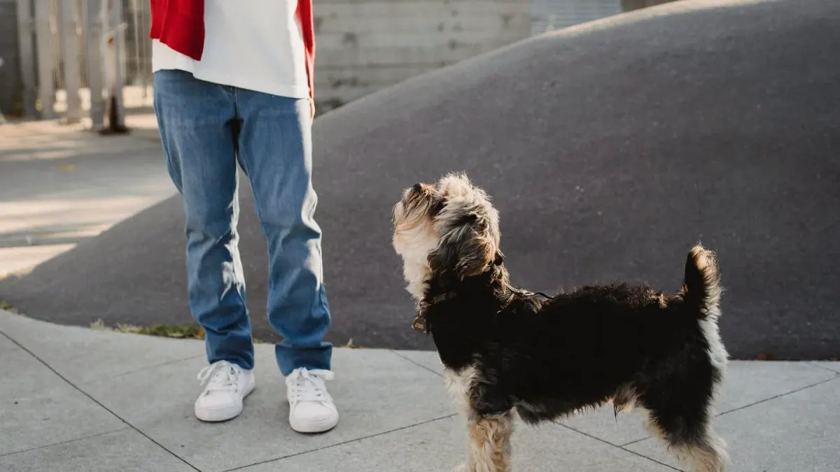 A trainer clipping a treat pouch to a waistband before working with a dog