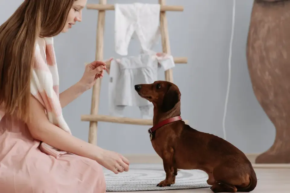A trainer giving a hand signal to a dog that is watching closely for a reward