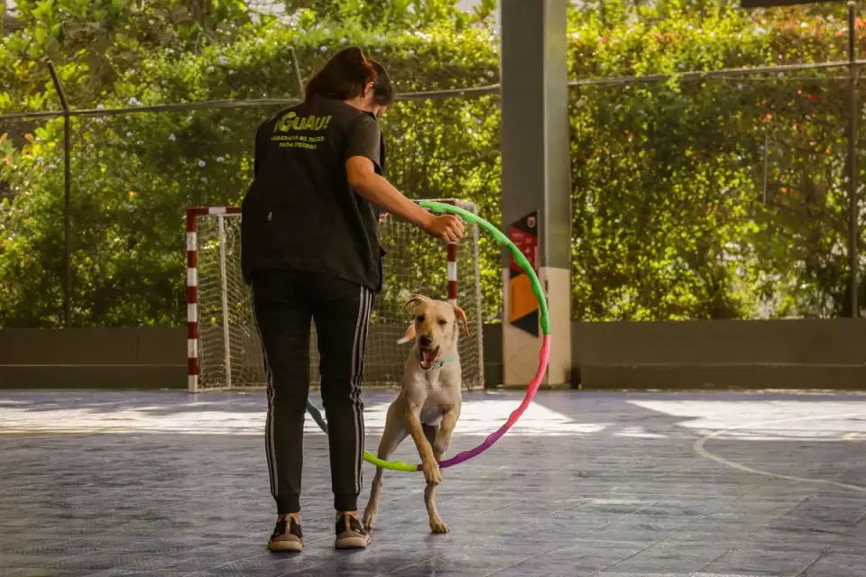 A trainer kneeling to reward a puppy with a treat immediately after a sit cue