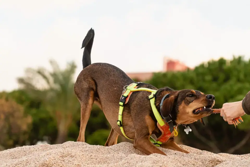 A trainer redirecting an excited puppy toward a tug toy instead of a hand