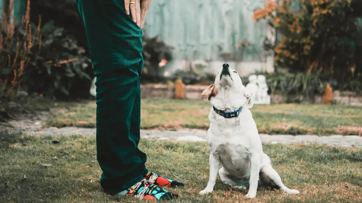 A trainer's hand holding a clicker beside a dog sitting attentively on a mat