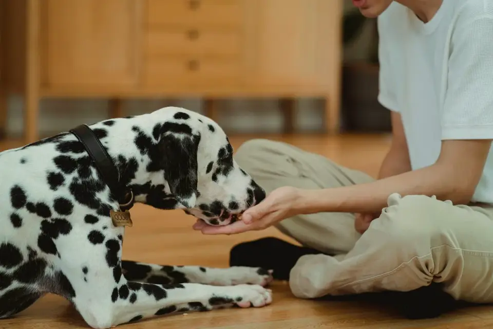 A trainer&#x27;s raised palm signaling a sit command to a dog