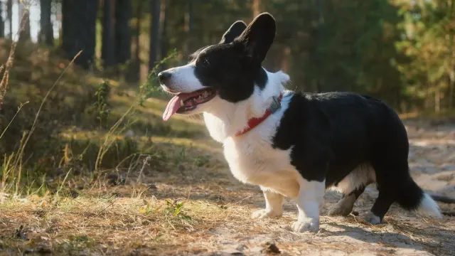 A tricolor Pembroke Welsh Corgi and a longer-bodied Cardigan Welsh Corgi standing together on grass