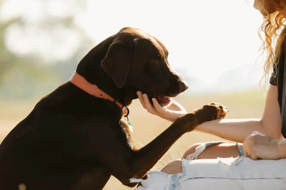 A veterinarian checking a dog collar&#x27;s fit using the two-finger rule