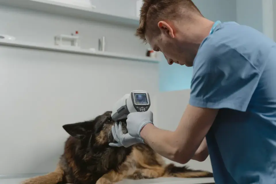 A veterinarian checking a dog&#x27;s gum color during an exam