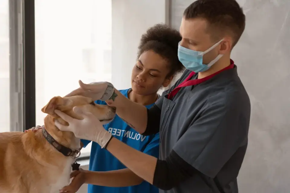 A veterinarian examining a dog on an exam table before travel