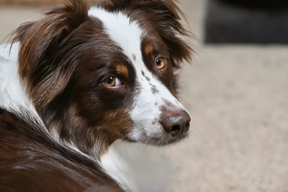 A veterinarian gently examining an Australian Shepherd on an exam table