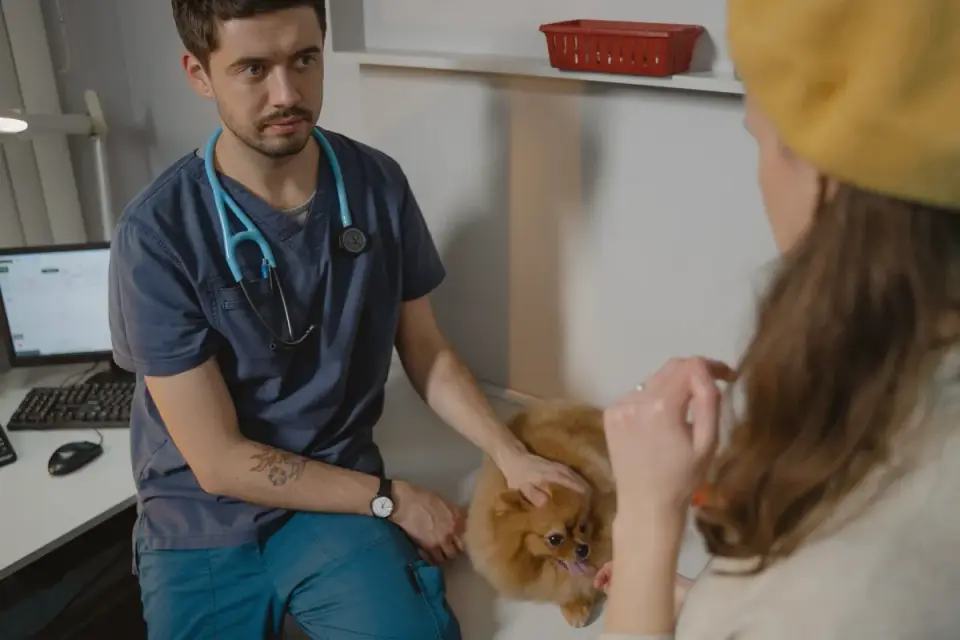 A veterinarian gently examining a dog&#x27;s hips and back during a checkup