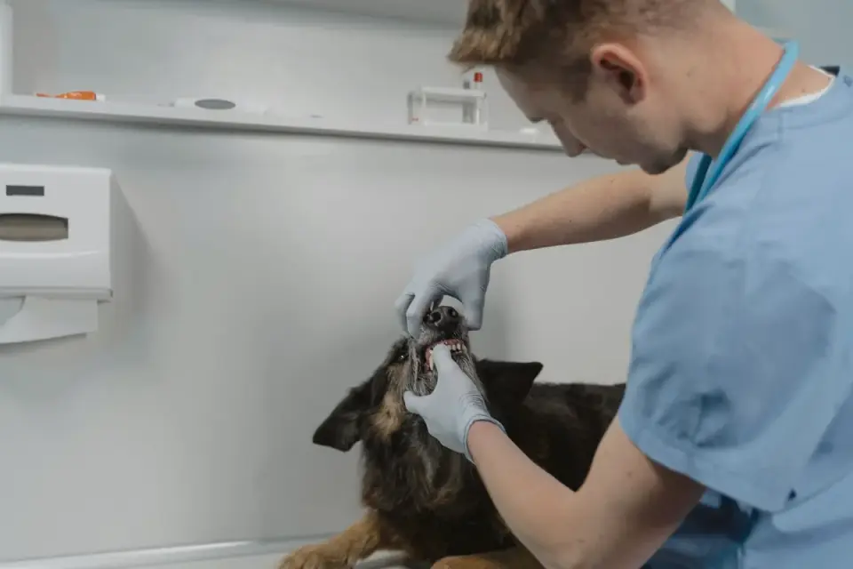 A veterinarian gently examining a dog&#x27;s hips and hind legs during a wellness exam