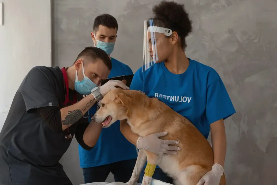 A veterinarian gently examining a senior dog&#x27;s ear during a checkup