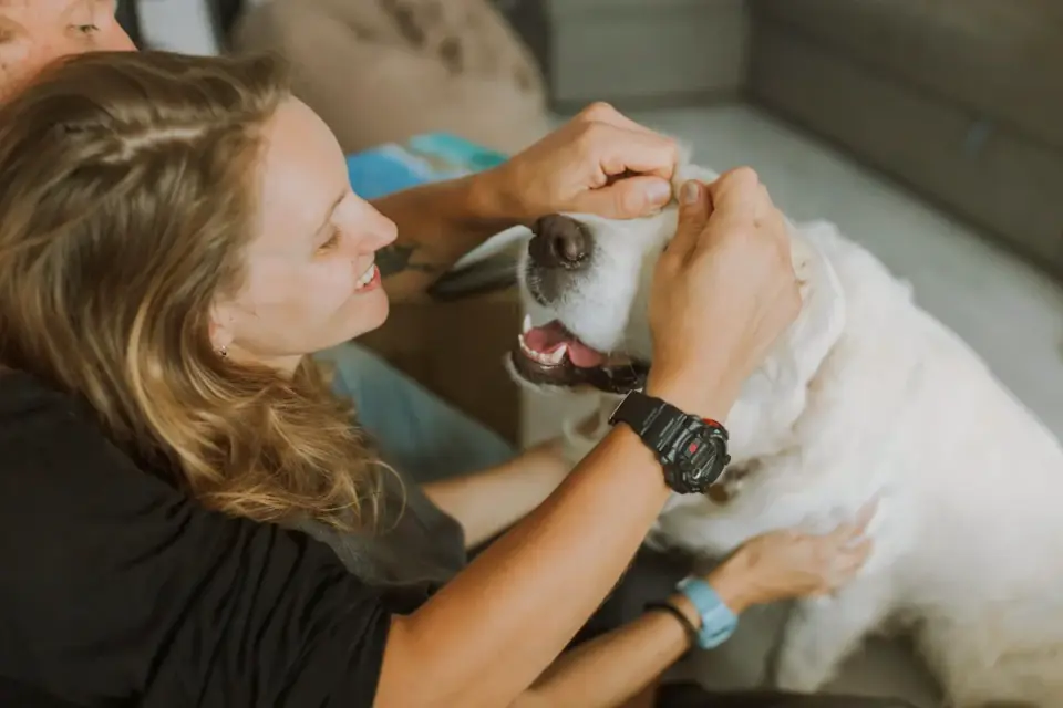 A veterinarian gently fitting a fabric muzzle on a dog during an exam