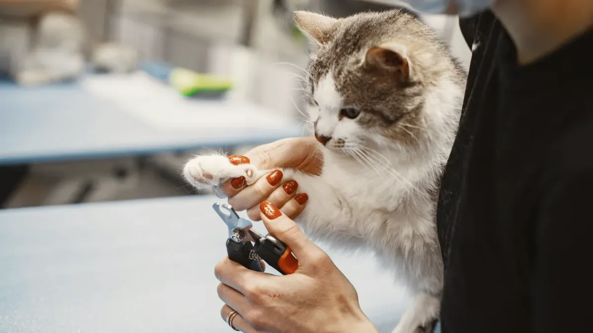 A veterinarian's hands trimming a dog's front paw nail with clippers