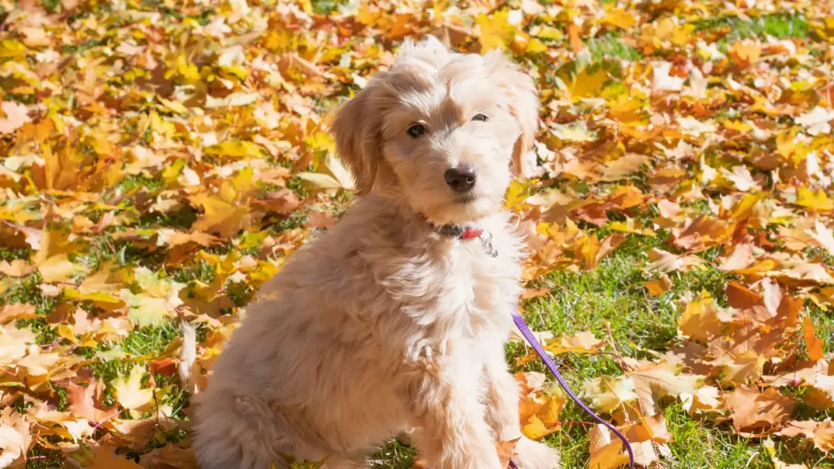 A wavy-coated Goldendoodle standing on a lawn with a brush nearby