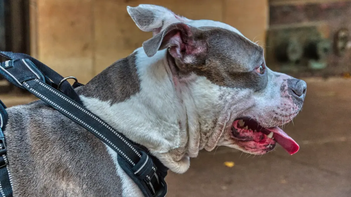 A Weimaraner standing in profile showing a deep, narrow chest with a harness fitted across the sternum