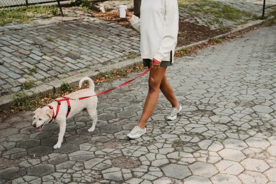 A woman holding the plastic handle of a retractable leash while walking a small dog