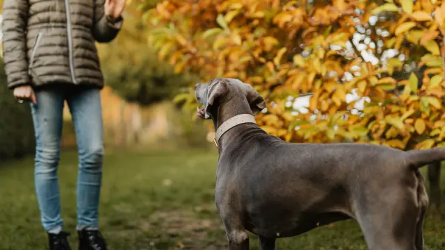 A woman kneeling on grass giving a raised-palm hand signal to an attentive dog