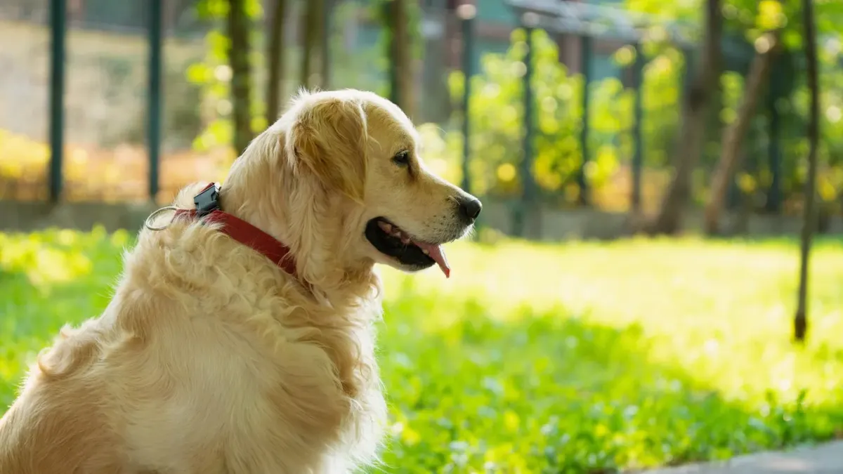 A yellow Labrador Retriever and a Golden Retriever sitting together on grass
