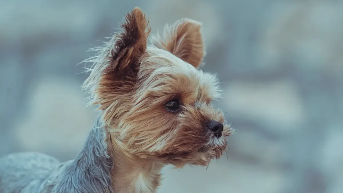 A Yorkshire Terrier and a Maltese sitting next to each other on a couch