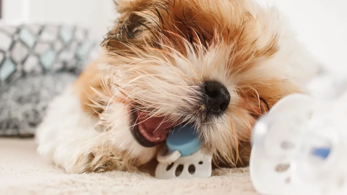 A young puppy chewing on a soft rubber teething toy