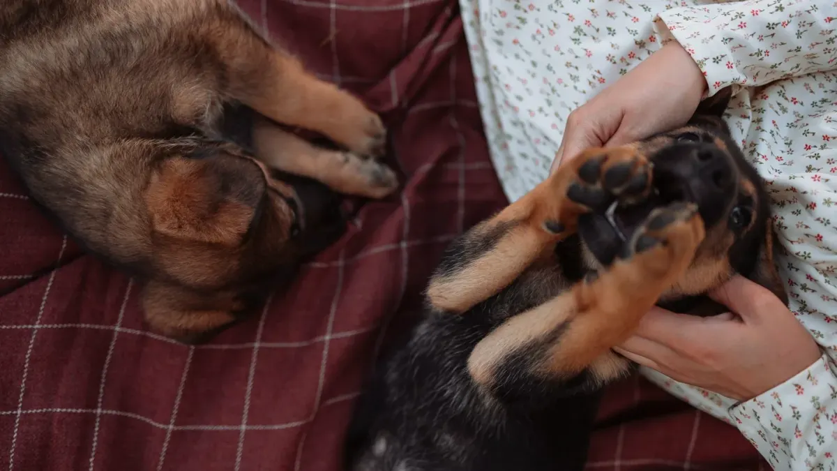 A young puppy gently mouthing a person's hand outdoors
