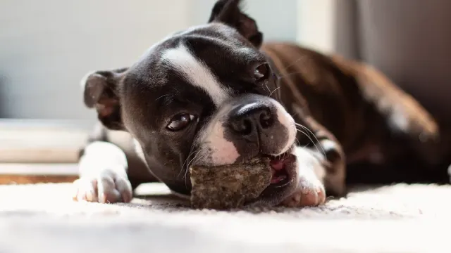 A young puppy gnawing on a textured rubber chew toy