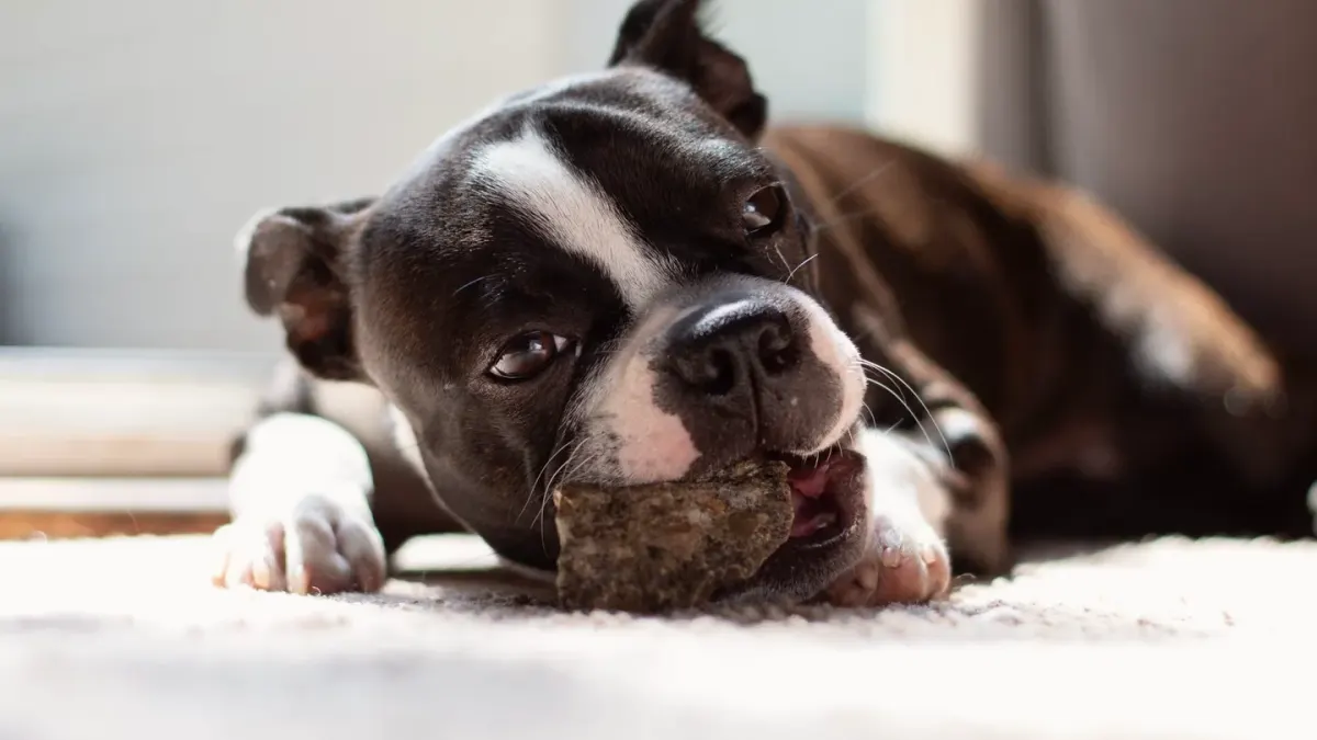 A young puppy gnawing on a textured rubber chew toy