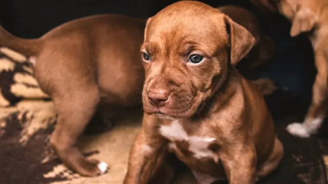 A young puppy sitting inside a metal exercise pen on a living room floor