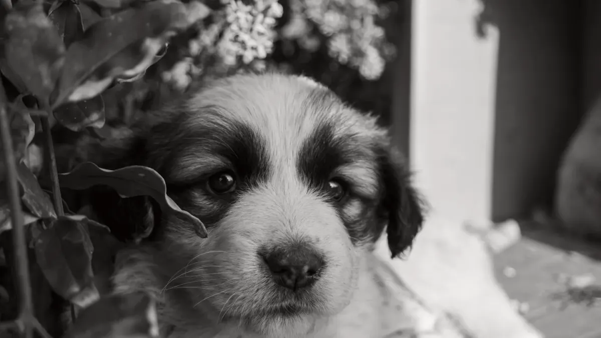 A young puppy sitting near an open door looking outside